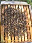 PAROLA SIGNIFICATO FIGURA Fuchi Ghiandole ceripare Glomere Guanti Sono i maschi delle api e hanno dimensioni più grosse delle api operaie.