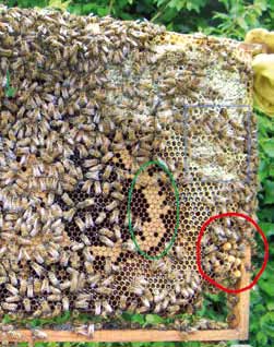 Come affermato, non tutte le celle sono uguali: le api ne sanno costruire quattro tipi