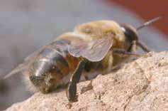le api nutrici, la regina riesce a trasmettere i suoi messaggi in tutto l alveare attraverso il feromone reale che essa stessa produce.