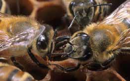 volo Le api magazziniere Si occupano di deporre il cibo