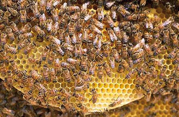 PER CONCLUDERE Un alveare, quando è nel pieno della sua attività, comprende 1 regina. 300 fuchi. 25 mila api bottinatrici che escono dall alveare.