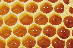 4. A questo punto, il miele viene riposto all interno delle cellette del favo dove le api lo prosciugano