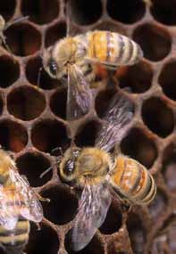 Nell alveare le api immagazzinano il miele nella parte più alta dei favi del nido e nel melario.