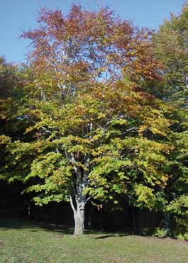 In questa categoria riconosciamo i pini, i cipressi, i pioppi, le querce, i faggi Quercia