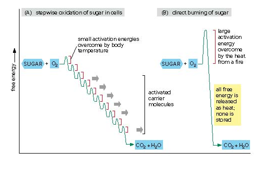 L ossidazione completa in vitro del glucosio in CO 2 e H 2 O richiede tempi lunghissimi oppure alte temperature.