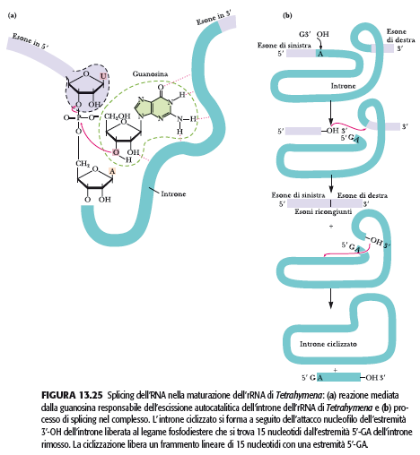 Nei primi anni 80 sono stati scoperti alcuni esempi di catalisi biologica mediata da molecole di RNA.