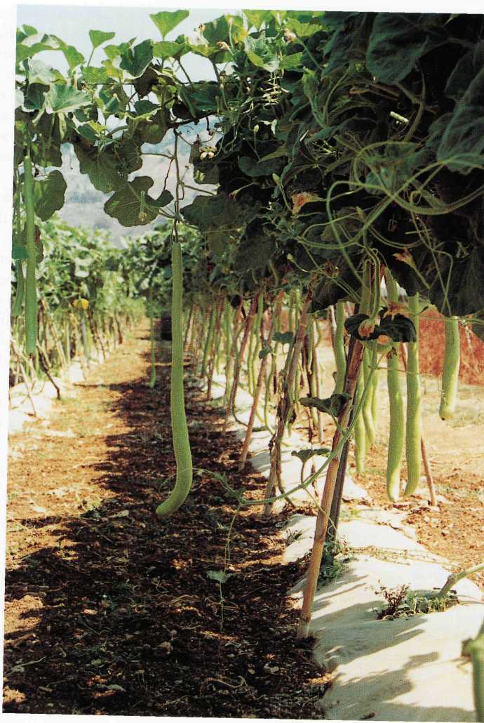30. Misilmeri (PA), contrada Piano Stoppa: coltura di zucchina.