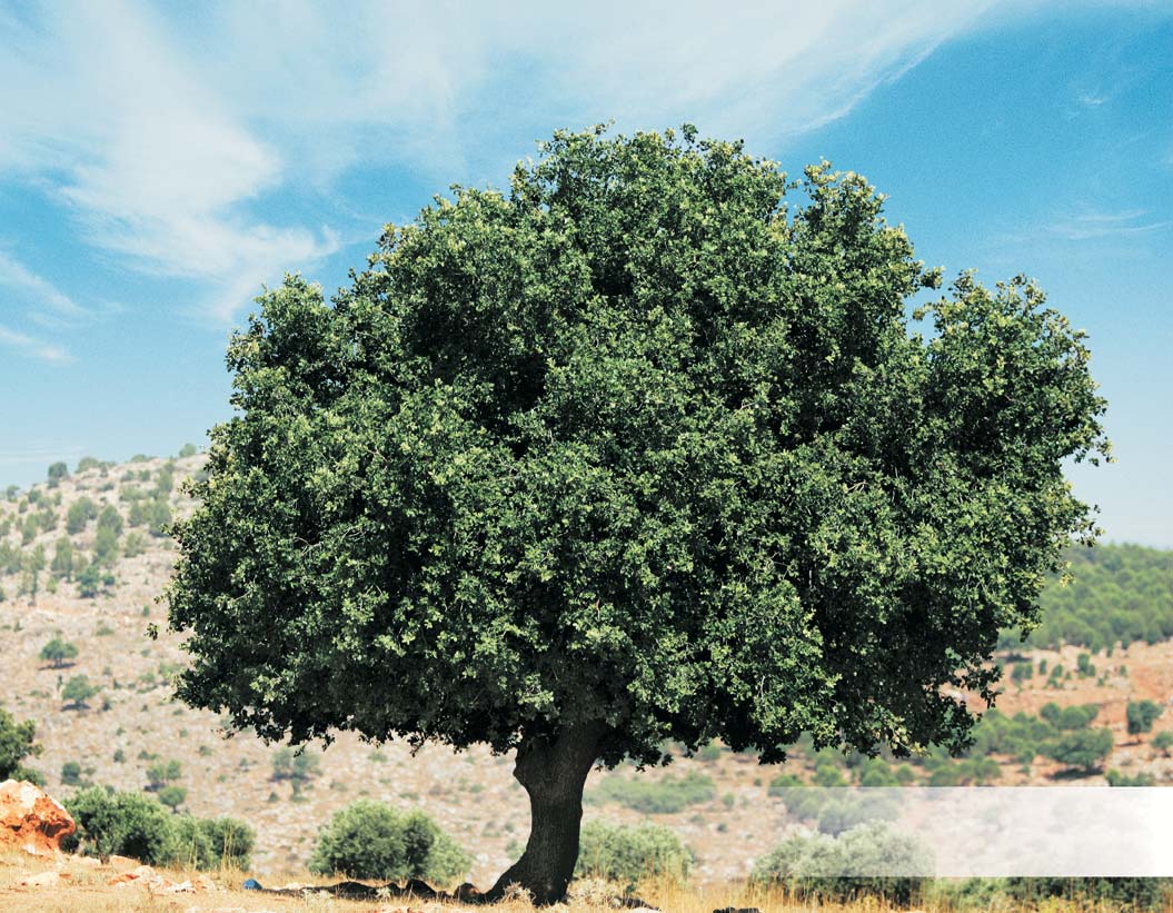 La quercia del Monte Tabor Nome scientifico: quercus ithaburensis Famiglia: fagacacae Segni di riconoscimento Albero deciduo con larghe foglie dentate, nettamente appuntite all'estremità.