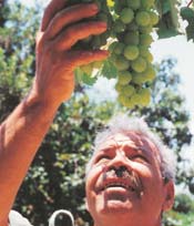Il prodotto tipico della vite è il succo d'uva, uno dei tre prodotti che rappresentano la bontà della terra: una terra di grano, vino ed olio (Deuteronomio 28:51).