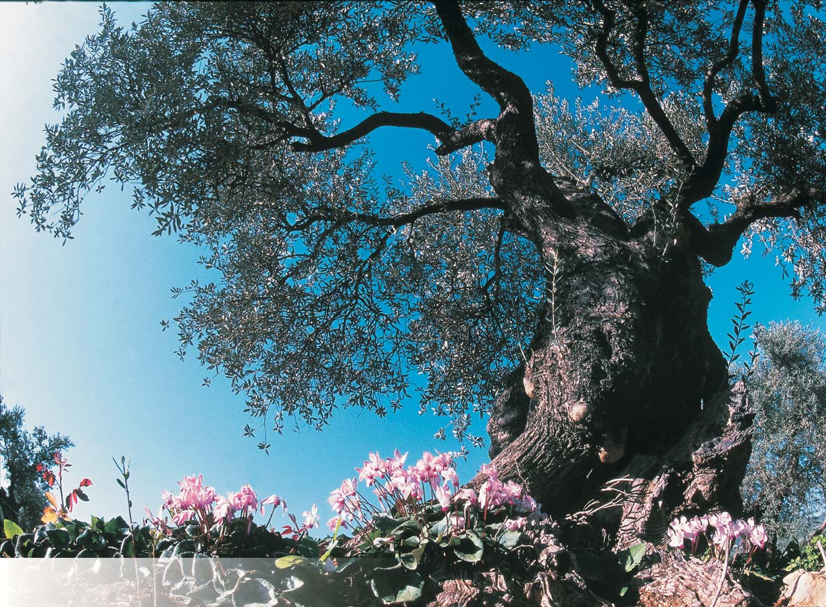 L'ulivo Nome scientifico: olea europaea Famiglia: oleaceae Segni di riconoscimento Un albero sempreverde con foglie spesse, piccole e allungate, il cui lato superiore è verde scuro e quello inferiore