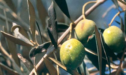 La sola differenza tra i tipi selvatici dell'ulivo e l'ulivo coltivato è espressa nel rapporto tra il nocciolo e la polpa del frutto.