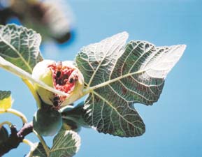 Il fico comune Nome scientifico: ficus carica Famiglia: moraceae Segni di riconoscimento Il fico comune è un albero invernale deciduo con grandi foglie divise in lobi, somiglianti ad una mano (cinque