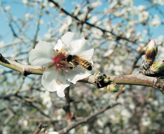 Origine e diffusione L'amygdalus communis ha origine nelle alture dell'antalia. Viene coltivato in tutta la regione, dal mar Mediterraneo orientale fino all'iran occidentale.