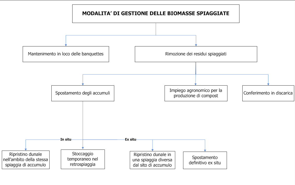 LINEE GUIDA OPERATIVE PER LA GESTIONE SOSTENIBILE ED IL RECUPERO DEI RESIDUI SPIAGGIATI DI POSIDONIA 1 CAMPO DI APPLICAZIONE Le presenti linee guida definiscono le modalità per una corretta gestione