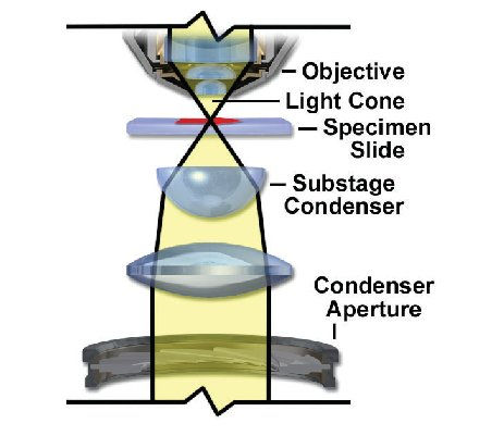 Il Condensatore Il condensatore crea il cono di luce che illumina il campione.