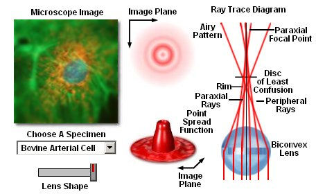 Aberrazione Sferica Per il microscopio ottico Il raggio luminoso viene rifratto maggiormente sul bordo della lente, con una graduale riduzione a zero arrivando al