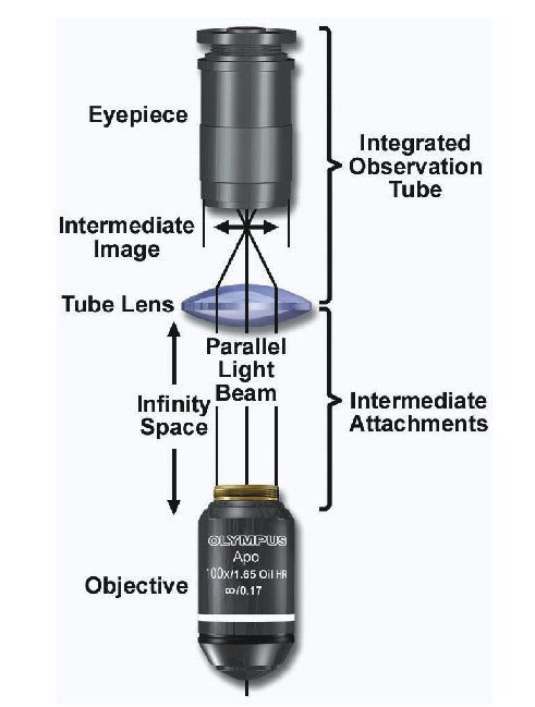 Gli Obiettivi Nei microscopi si trovano lenti obiettivo o oculari.