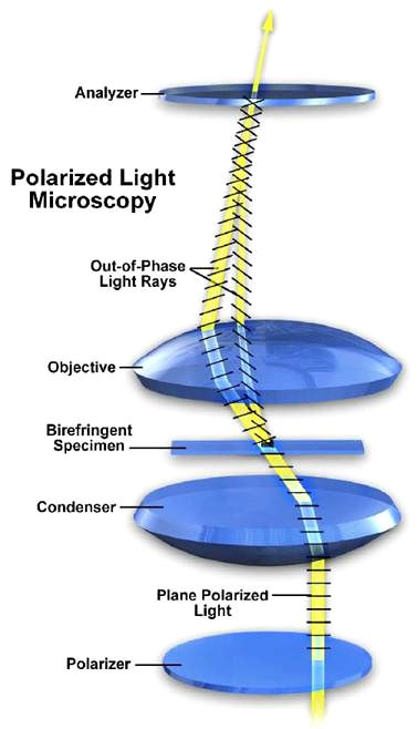 1 filtro: è detto polarizzatore e ha la capacità di polarizzare la luce nella direzione W E, fa passare cioè solamente la luce le cui onde vibrano in direzione ovest est.