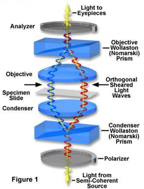 Differential Interference Contrast (DIC) Questa tecnica sfrutta la birifrangenza