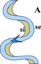verso le sponde. Uno dei casi che si discosta dalla situazione appena descritta, è il tratto fluviale in corrispondenza di una curva (ansa). Presso la riva esterna (fig. 1.