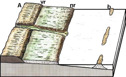 La fig. 1.51 illustra una situazione dovuta all alternanza di rocce di diversa consistenza disposte parallelamente alla linea di costa.