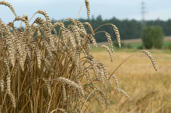 di pane 9 Il pane