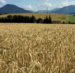 Chi non ama fare una passeggiata in mezzo alla natura, quando i campi di frumento maturo ondeggiano al vento?