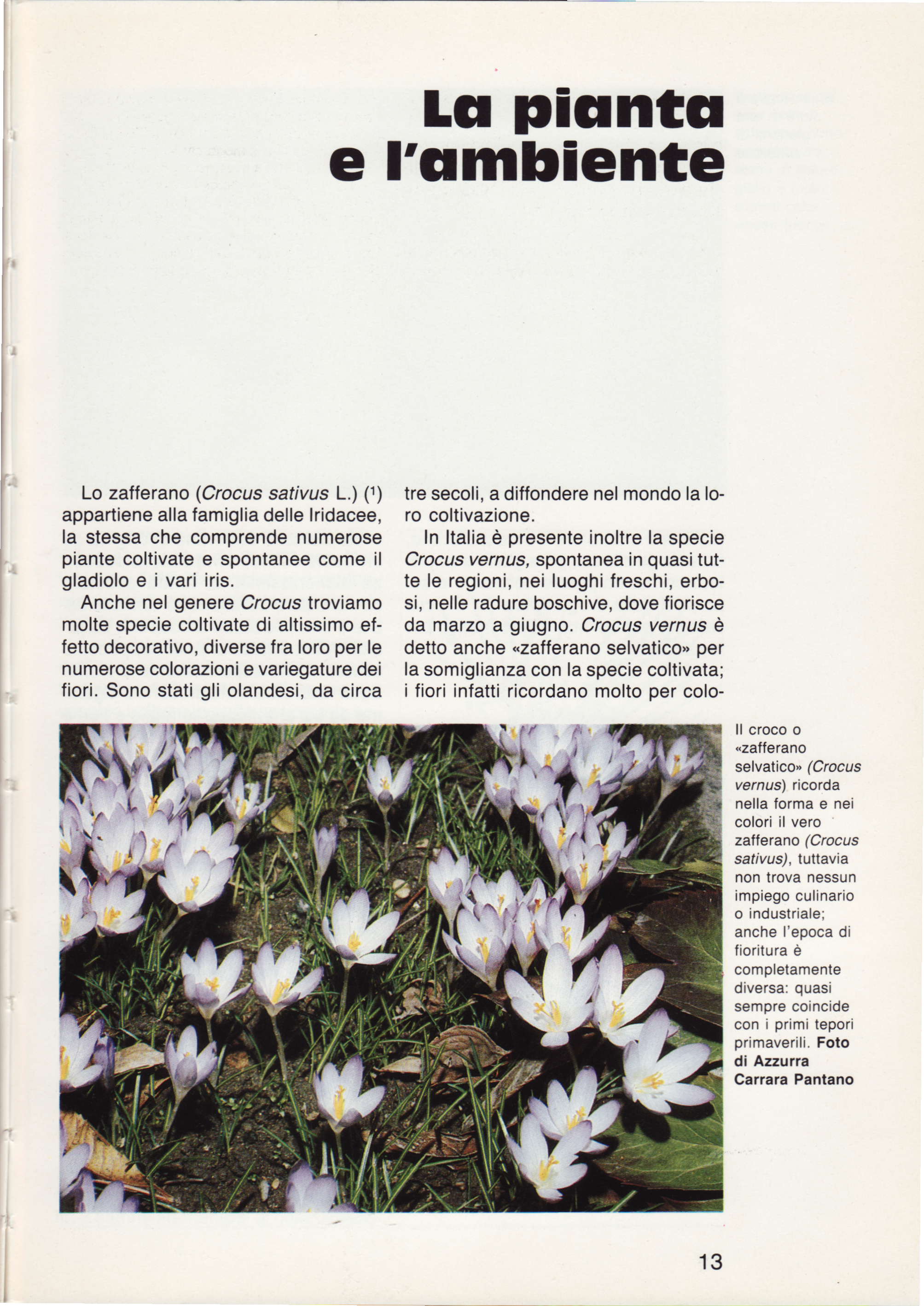 LGr picrntll e I'qmhiente Lo zafferano (Crocus safivus L.) (t) appartiene alla famiglia delle lridacee, la stessa che comprende numerose piante coltivate e spontanee come il gladioloeivari iris.