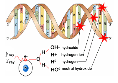 Si distingue un azione biologica diretta quando l assorbimento dell energia avviene negli atomi della biomolecola di interesse.