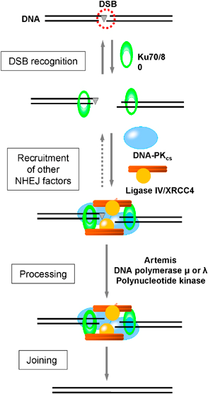 o polimerasica: tra questi è stato identificato Artemis, una esonucleasi che si lega al complesso e viene attivata dalla fosforilazione ad opera di DNA-PK (Ma, 2002); -il complesso XRCC4/DNA ligasi