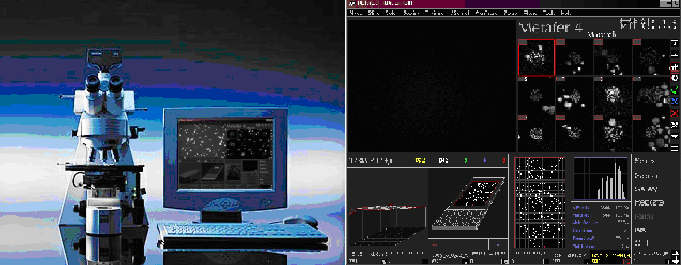 filtro specifico per il DAPI, effettua una prima scansione automatica a basso ingrandimento (obiettivo 10 X) della regione scelta sul vetrino. Fig.