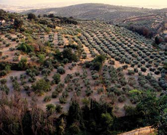 del settore turistico nella ricerca di manodopera e le severe condizioni agroclimatiche, che spesso favoriscono la creazione di un agroecosistema seminaturale.