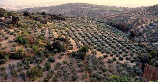 12 L O L I V I C O L T U R A N E L L U N I O N E E U R O P E A Le differenti pratiche di coltura degli olivi Le aree dedicate alla coltura degli olivi nell UE presentano caratteristiche estremamente