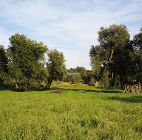 Causa inoltre il dilavamento dello strato superficiale del suolo, dei fertilizzanti e dei diserbanti, che Per quanto siano meno dannose per l ambiente rispetto a quelle impiegate per taluni altri