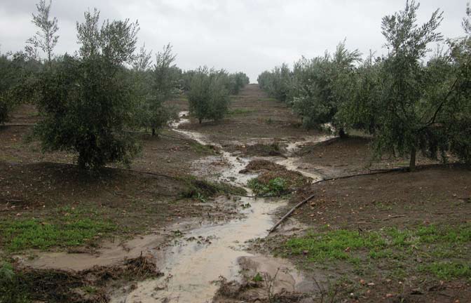 Questi tre insetti affliggono diffusamente le piantagioni nella regione del Mediterraneo, provocando gravi perdite economiche.