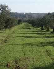 Entrambe le iniziative forniscono utili esempi di buone pratiche inerenti all olivicoltura.