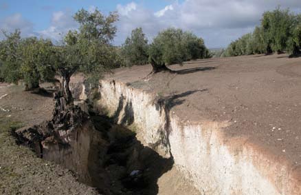 inquinamento provocato dai nitrati provenienti da fonti agricole e riveste un ruolo fondamentale nel campo dell olivicoltura.