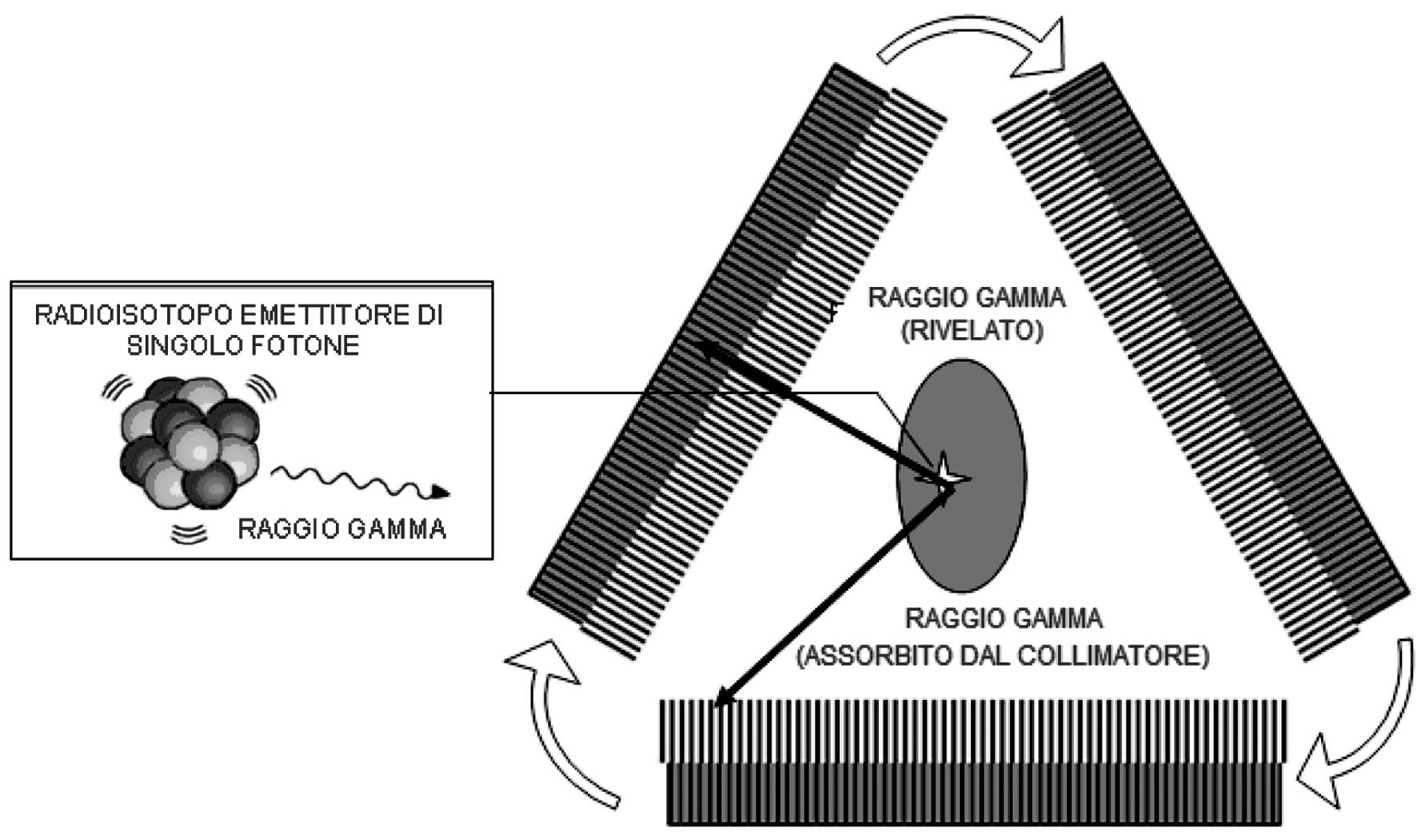 N. BELCARI E A. DEL GUERRA: UTILIZZO DI TECNICHE NUCLEARI NELL'IMAGING MOLECOLARE Fig. 2. ± Principio fisico della Tomografia a Emissione di Singolo Fotone (SPECT).