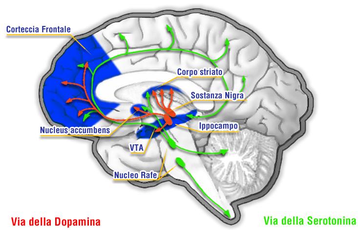 G. Serpelloni 2012 Alterazioni strutturali e funzionali Alterazioni neurobiologiche
