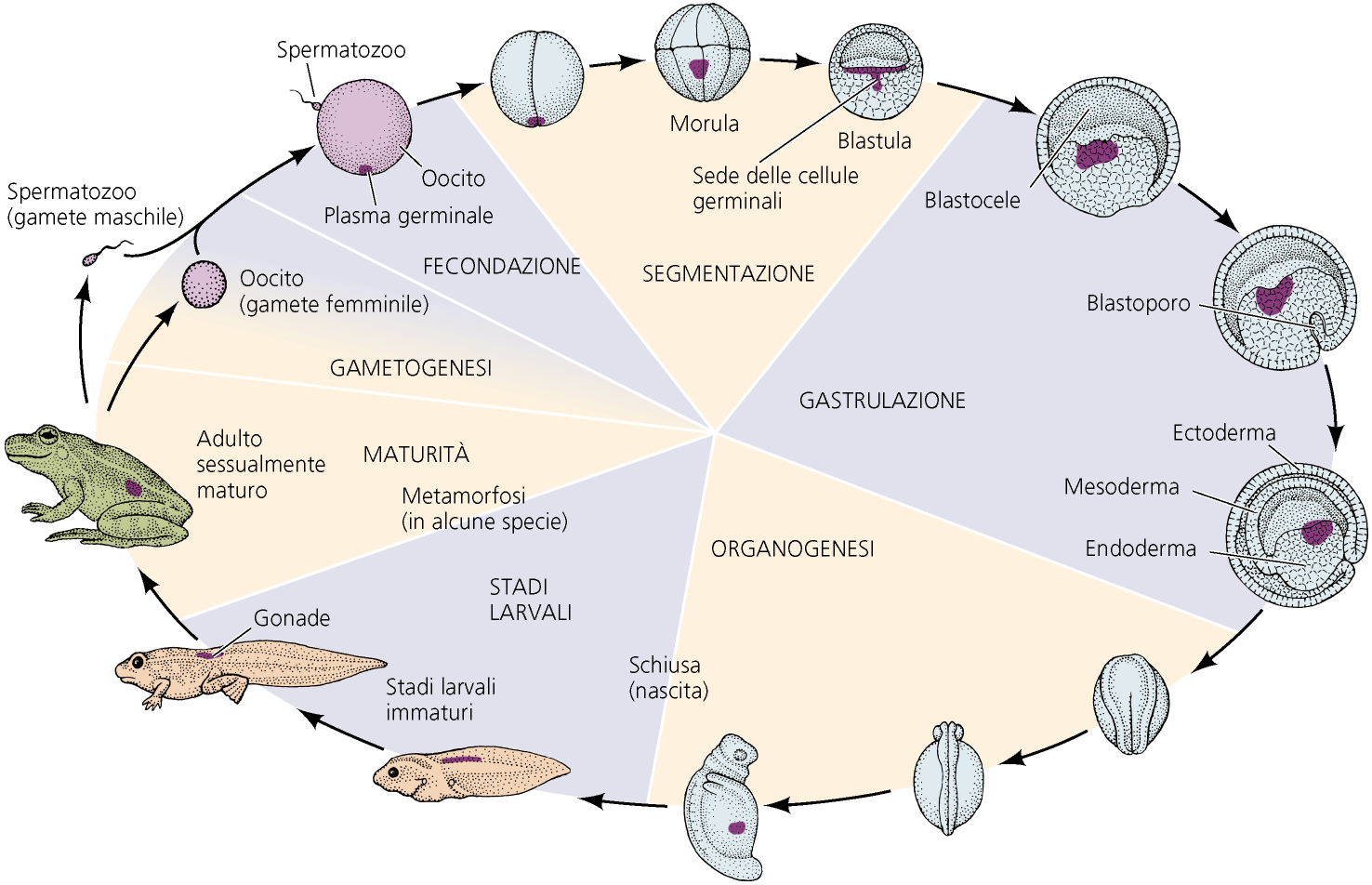 Il ciclo della vita: gli