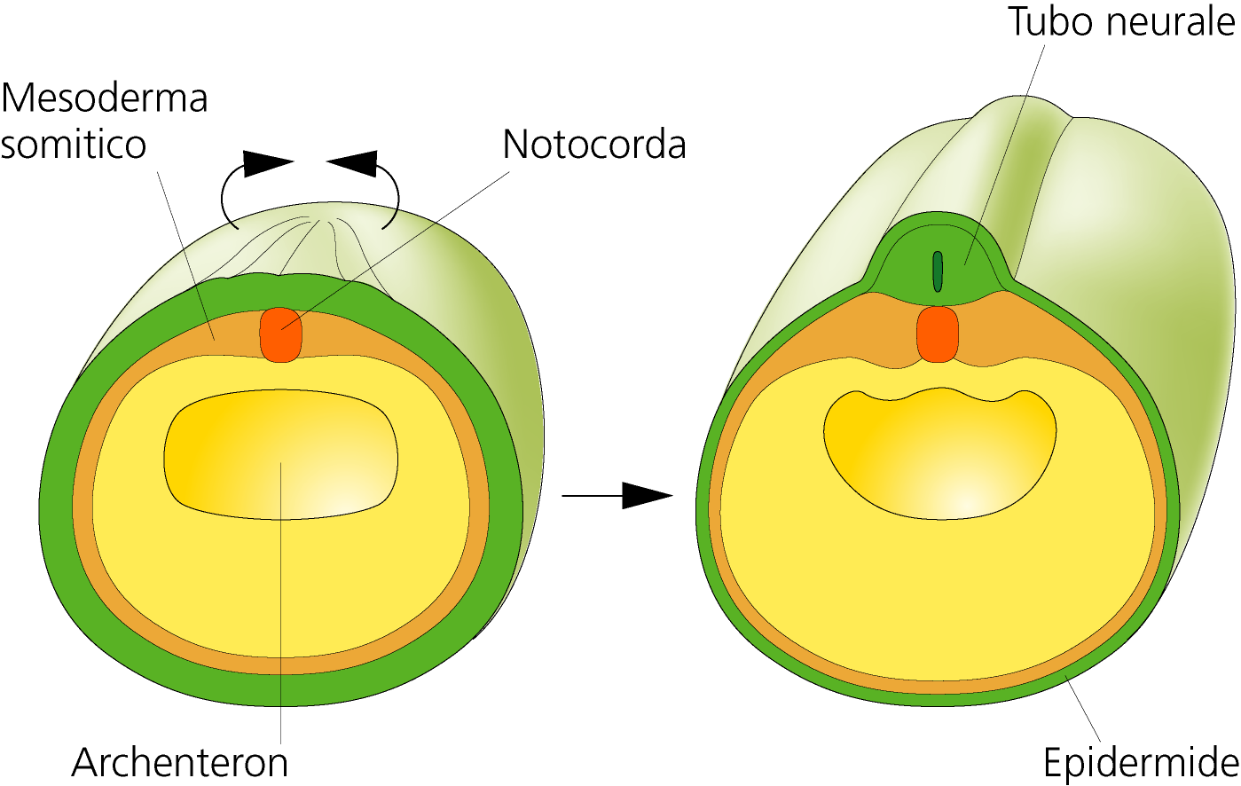 L organogenesi ha inizio quando la notocorda (un cordone di cellule mesodermiche nella parte più