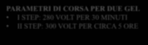 (elettroforesi in gel di poliacrilamide in condizioni denaturanti e riducenti)