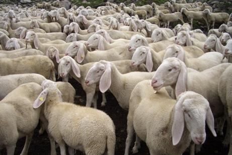 Il gregge Un pastore ha un gregge formato da un numero di pecore inferiore a 200, ma non sa quante sono esattamente.