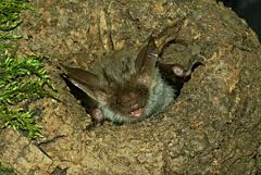 Esemplare di Myotis bechsteinii (Vespertilione di Bechstein), specie fitofila, nel cavo di un albero.