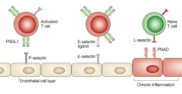LE SELECTINE: I principali iniziatori dell adesione sono le tre selectine espresse sui leucociti (L- Selectina), sulle cellule endoteliali (P e E-Selectina) e piastrine