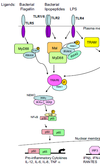 Il fattore trascrizionale NFkB attiva un programma pro-infiammatorio. I membri principali della famiglia NFkB sono p50 e p65 che sono complessati a livello citoplasmatico con il loro inibitore IkB.