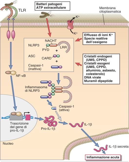 RECETTORI TIPO NOD NOD (Nucelotide Oligomerization Domain-Containing Protein), riconoscono PAMP e