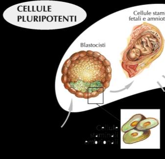 1. Informazioni scientifiche sulle cellule staminali Una preziosa riserva per la famiglia 1.