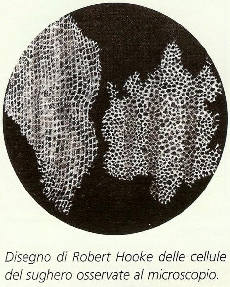 Un po di storia E con un microscopio simile a questo (da soli 30 ingrandimenti) che il fisico inglese Robert Hooke, verso la metà del XVII sec.