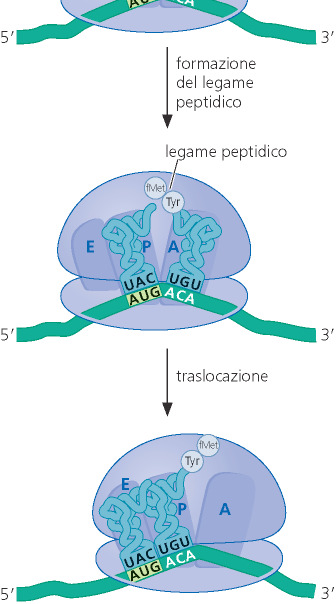 del legame peptidico (peptidil transferasi) Il COOH del 1 AA si